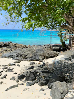 A serene beach with turquoise water and a lone hammock tied between two palm trees