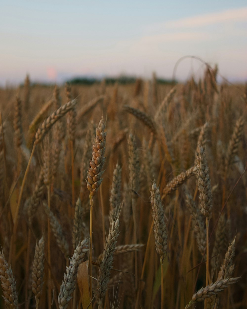 brown wheat field during daytime