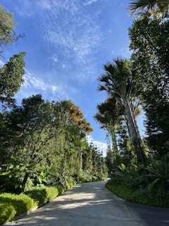 A serene garden pathway lined with native Saudi Arabian trees and vibrant plants under clear blue skies.