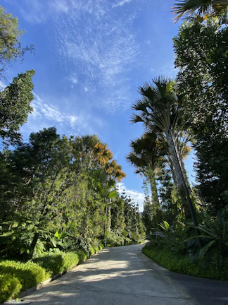 A serene pathway through the Vistamar Residences community, framed by tropical plants and mountain views.