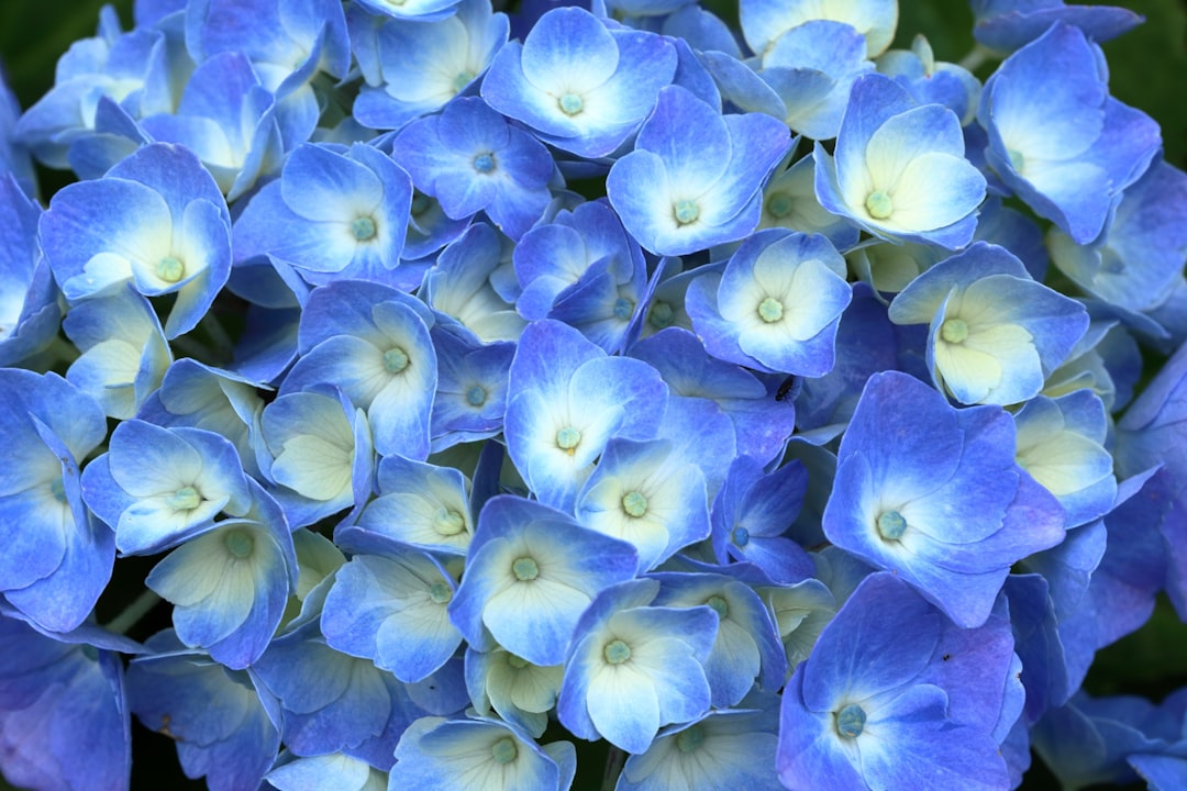 yellow and purple flower petals