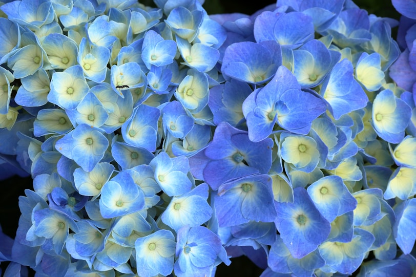 hortensias azuis hortensia zul blue and yellow flower petals