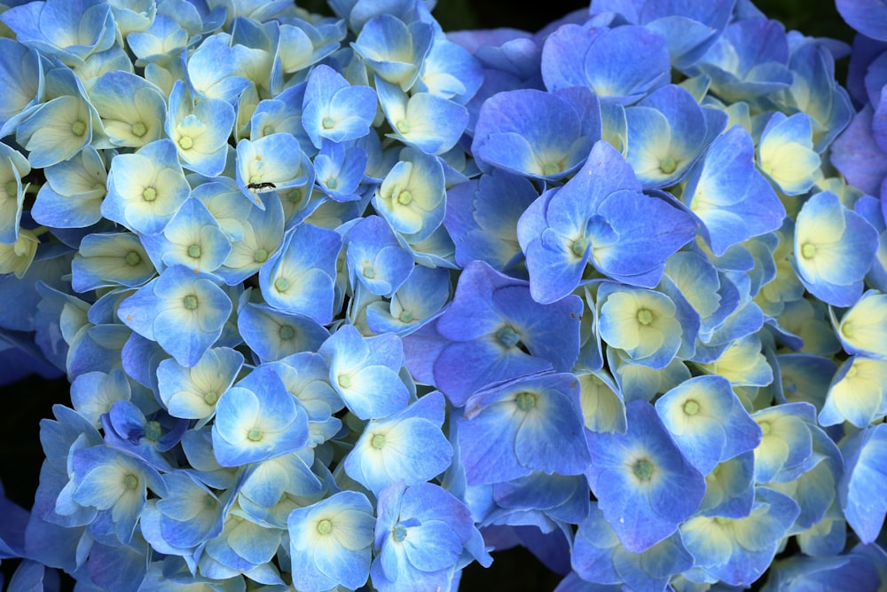 blue and yellow flower petals