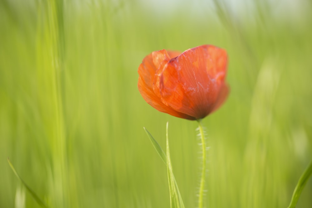 red flower in green grass