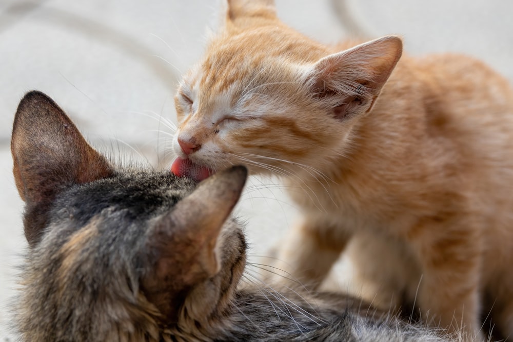 오렌지 얼룩 고양이와 실버 얼룩 고양이