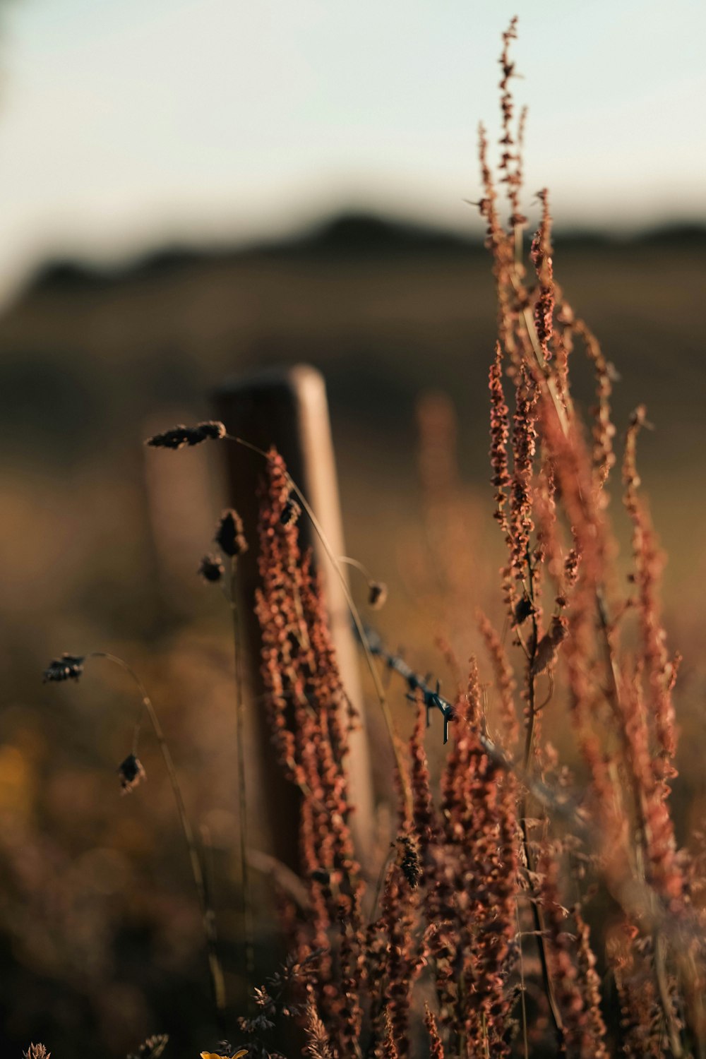 brown wheat in tilt shift lens