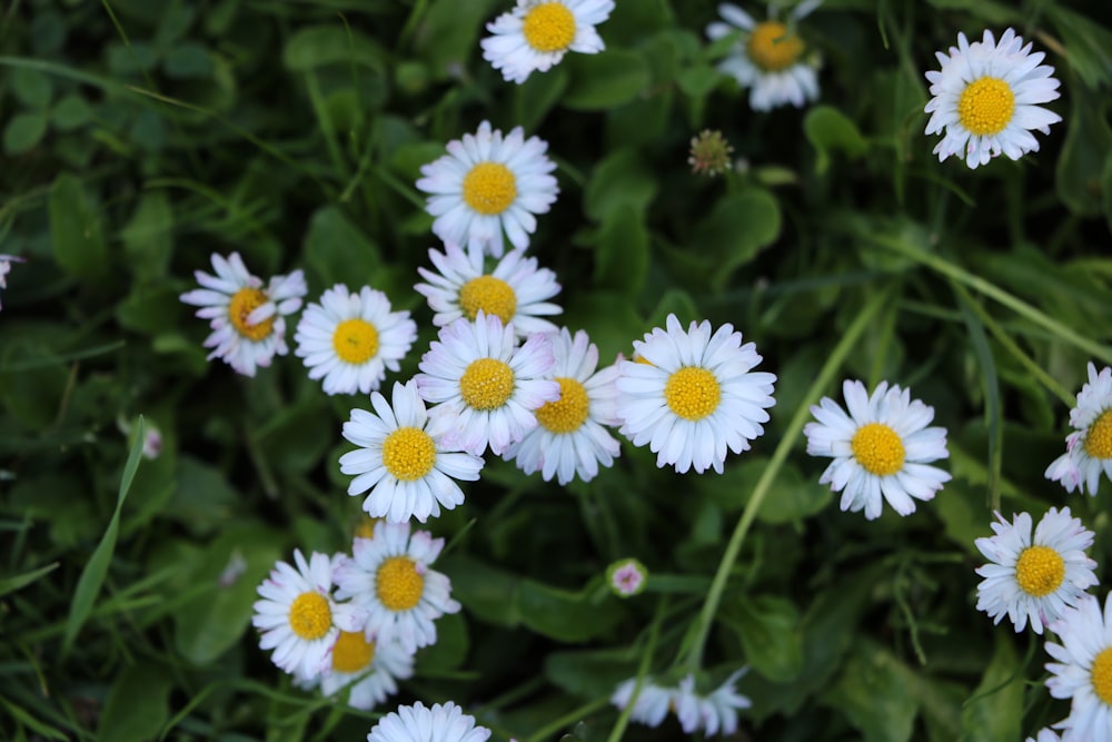 white daisies in bloom during daytime