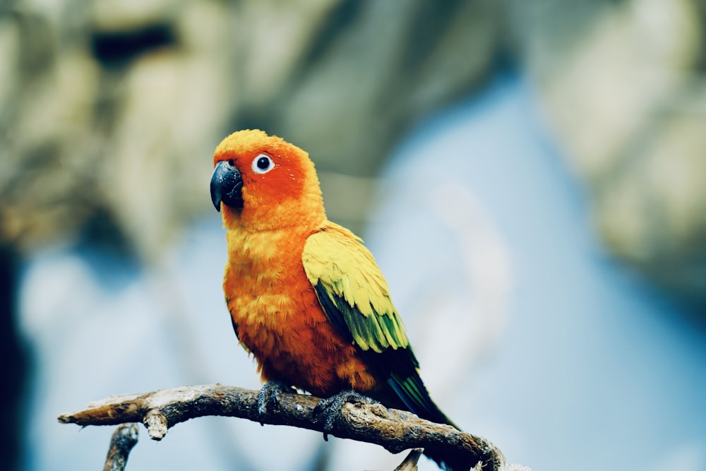 yellow green and red bird on brown tree branch