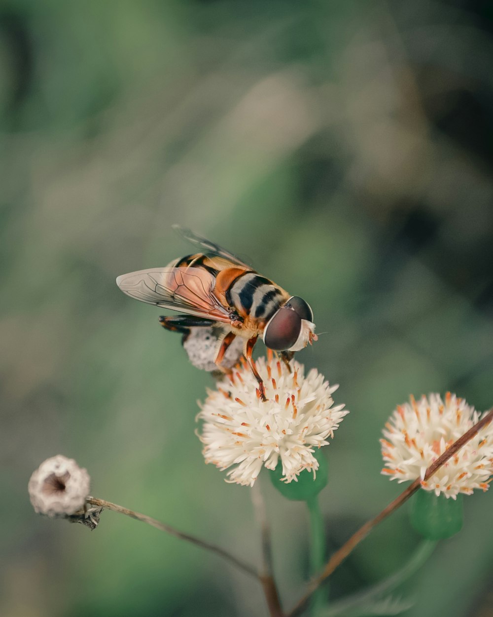 ape gialla e nera su fiore bianco