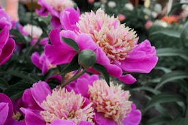 Bright pink peonies with ruffled, multicolored centers are surrounded by lush green leaves. The background is filled with more peonies, and the setting is a garden.