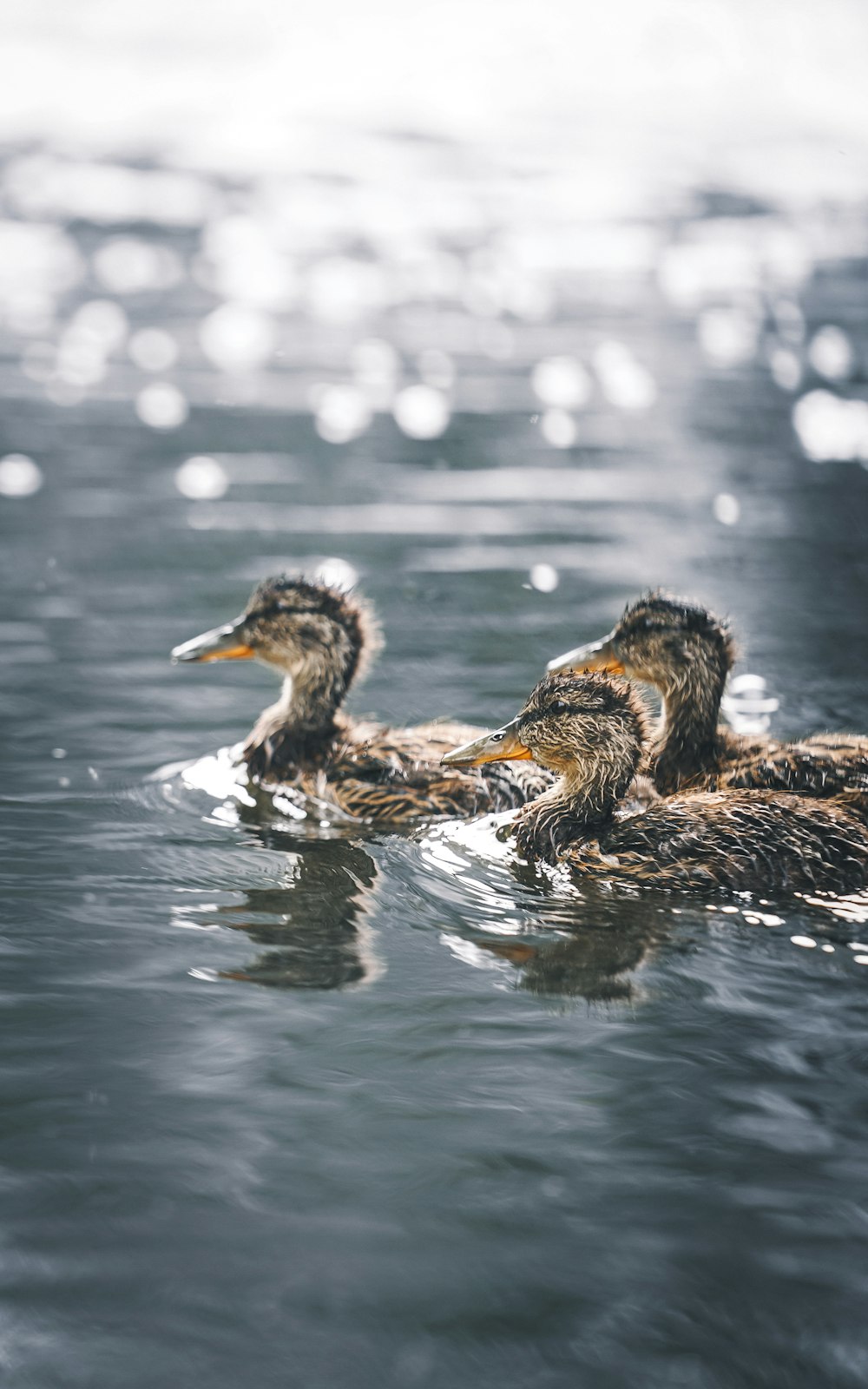 brown duck on water during daytime