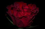 Close-up of a delicate rose preserved in clear resin, highlighting its vibrant petals.