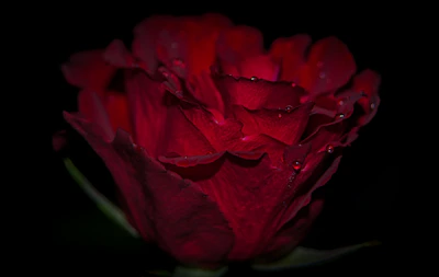 Close-up of a delicate rose preserved in clear resin, highlighting its vibrant petals.
