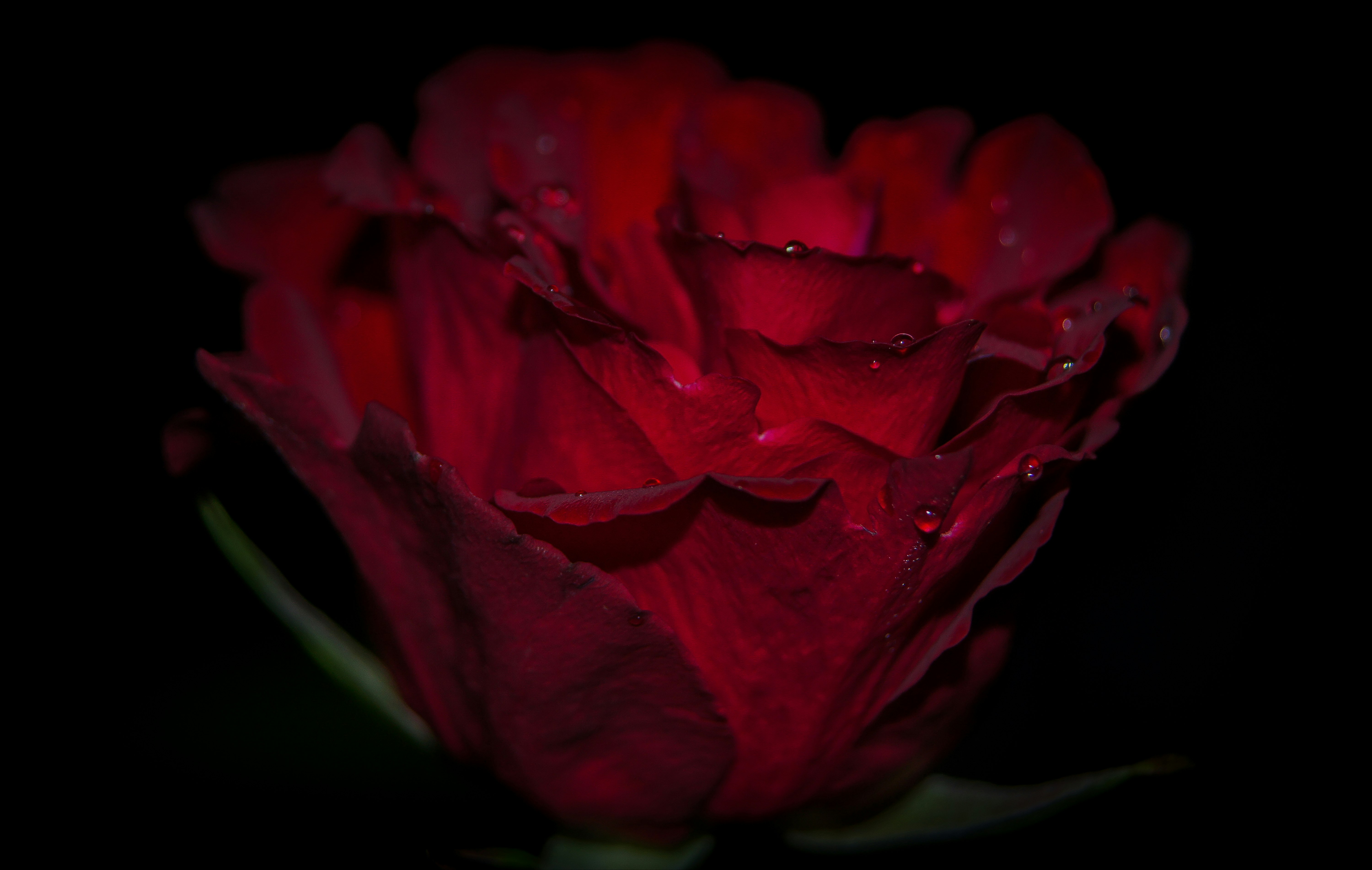 red rose in close up photography