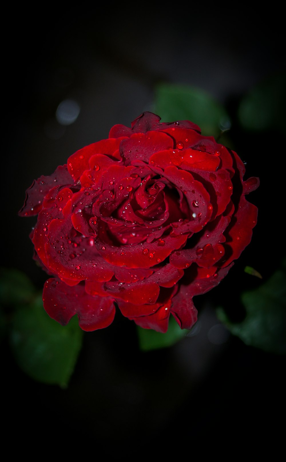 red rose in bloom in close up photography
