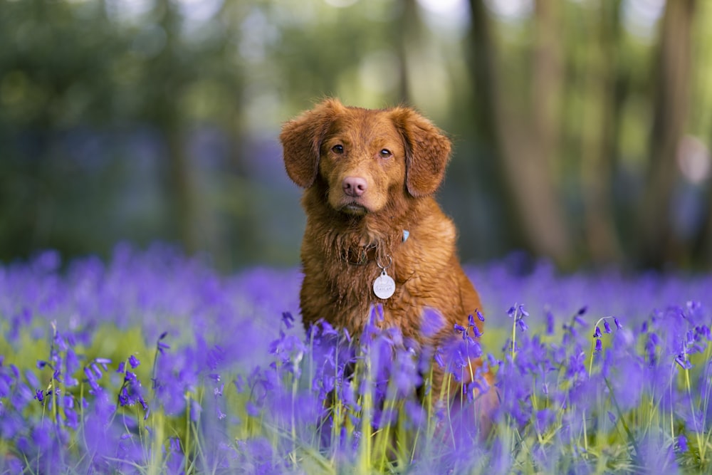 brown short coated dog on purple flower field during daytime