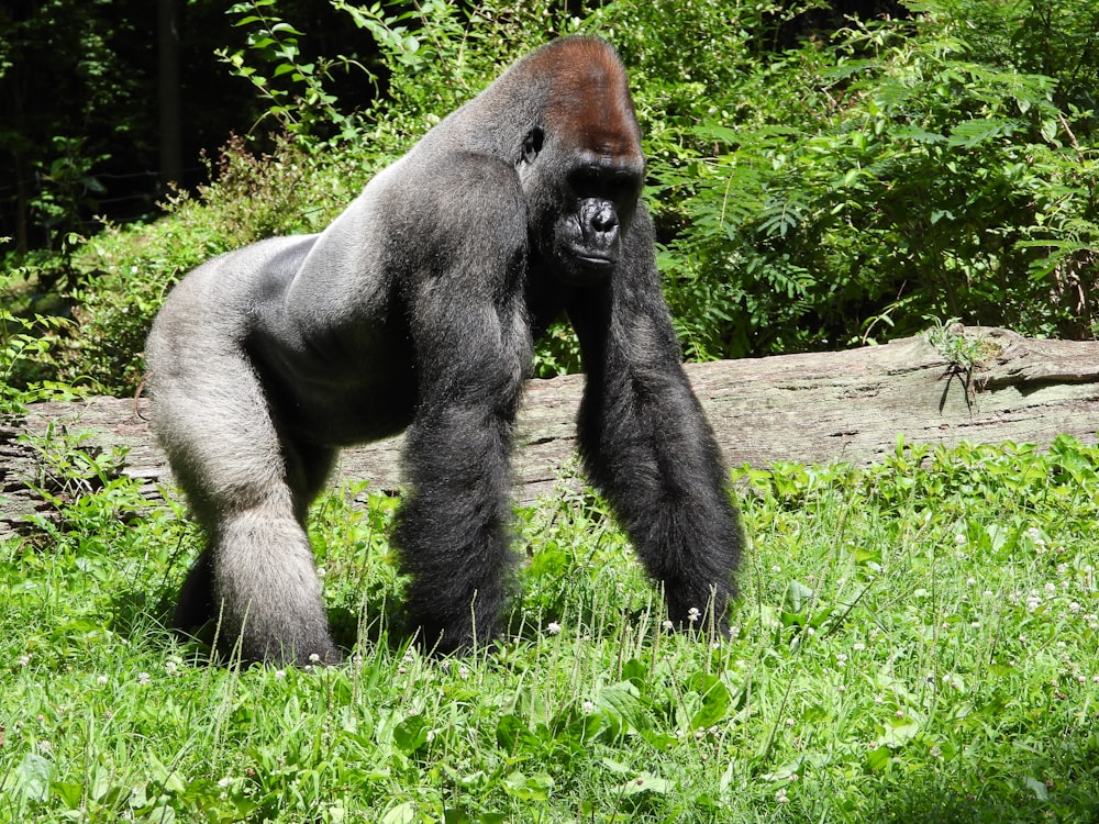 black gorilla on green grass during daytime