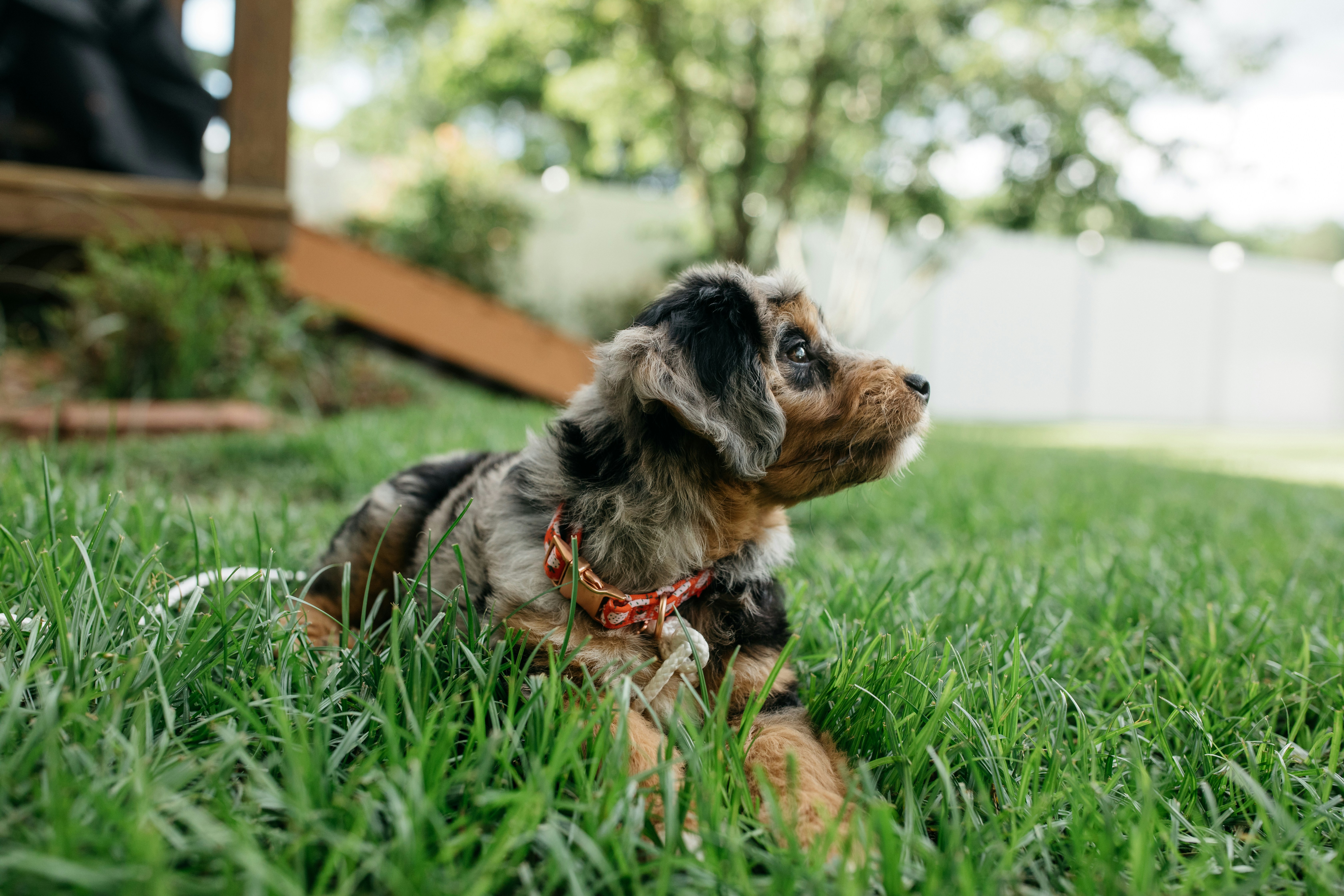 Full Grown Aussiedoodle