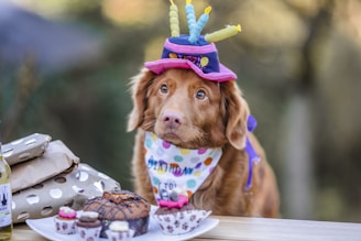 dogAdvisor | dog Advisor | dogadvisor.dog | dog Advisor
