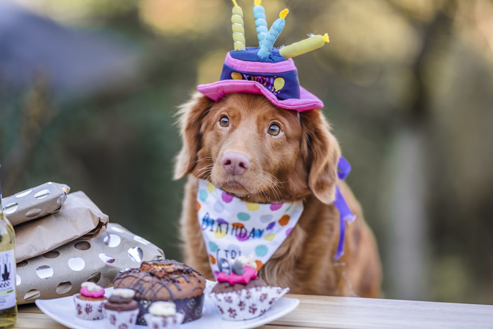 brown long coated dog wearing pink and white polka dot shirt