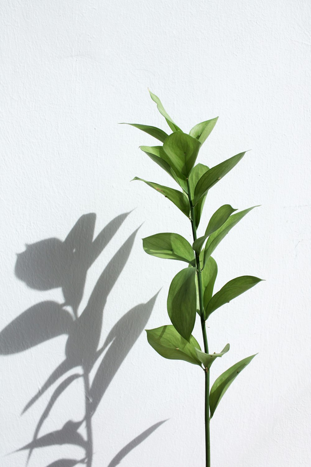 green plant on white wall