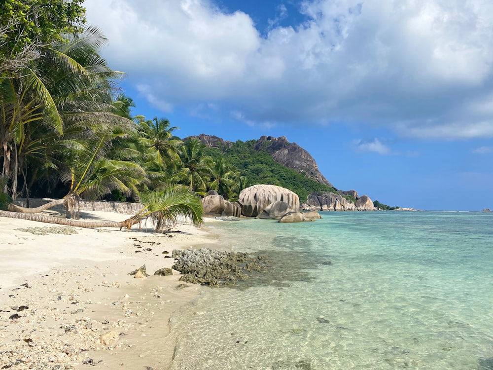 green palm tree on beach during daytime