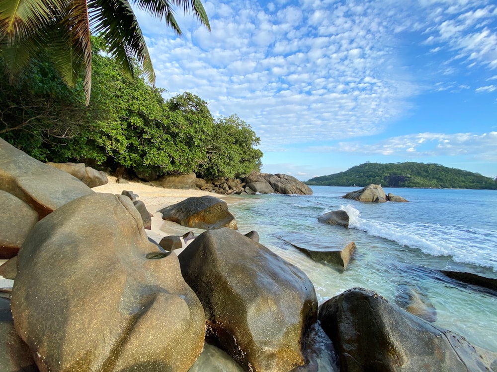 green palm tree near body of water during daytime