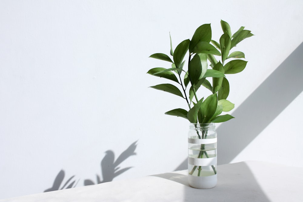 plante verte dans un vase en verre transparent