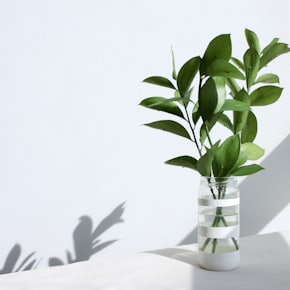 green plant in clear glass vase