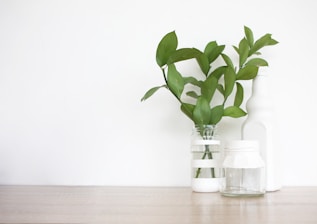green plant in clear glass vase