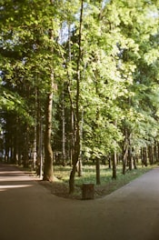 gray concrete road between green trees during daytime