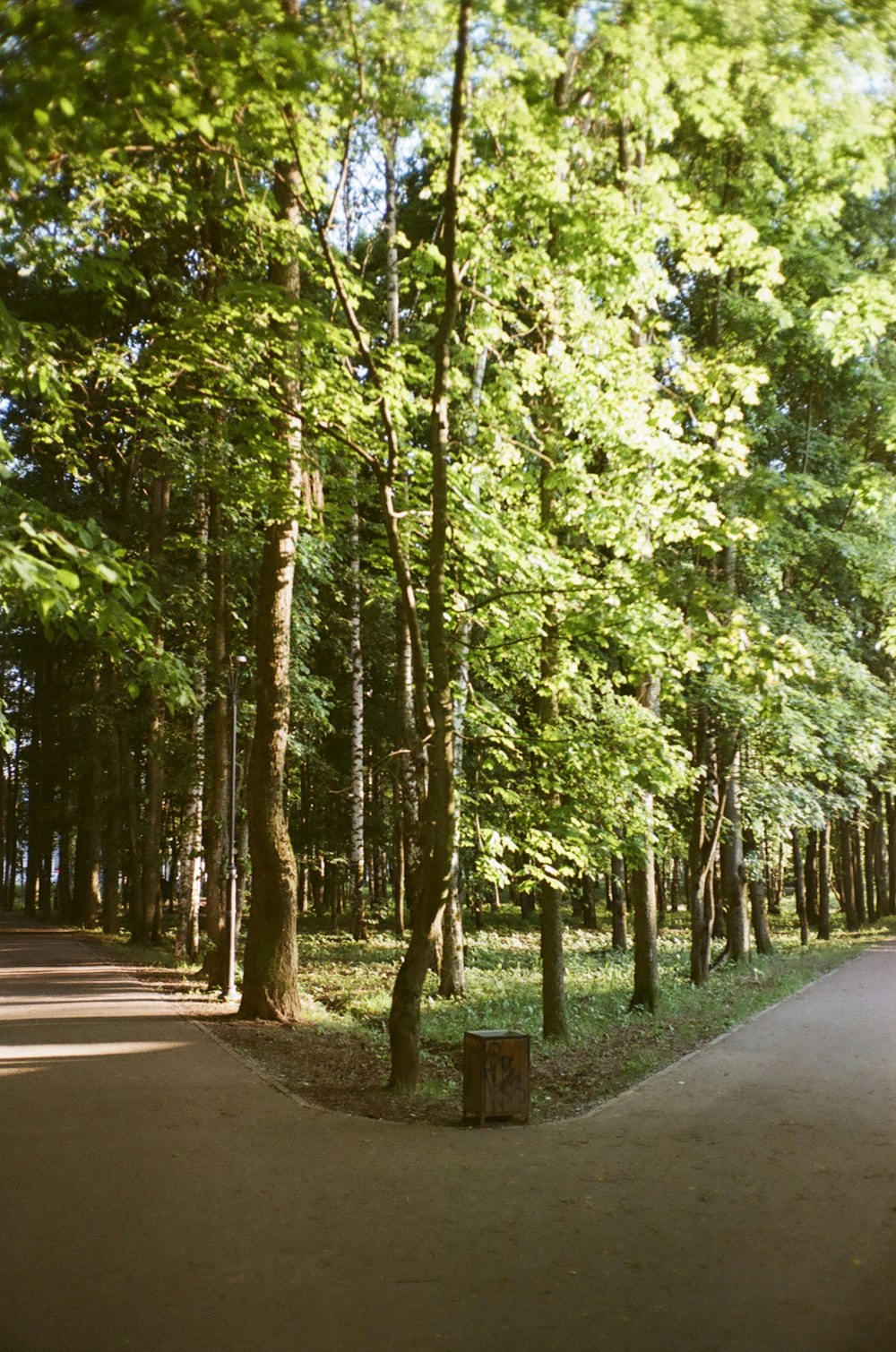 gray concrete road between green trees during daytime