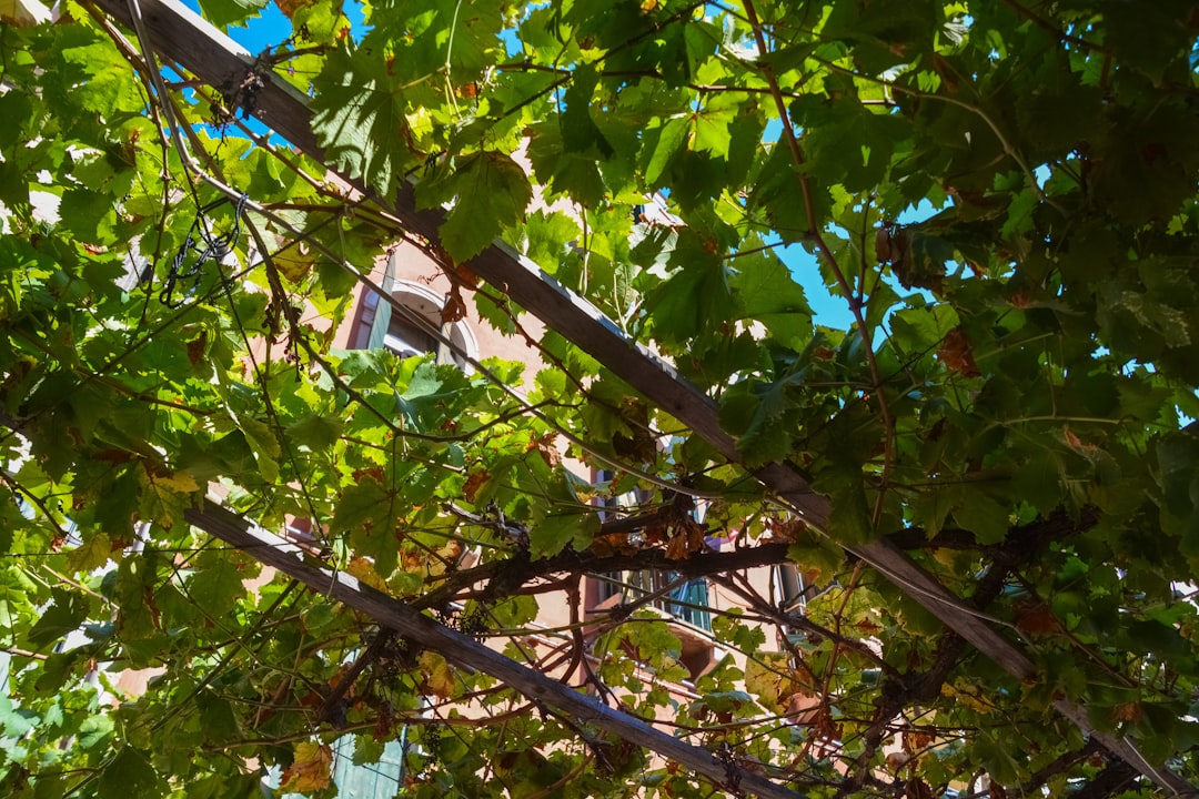 green leaves tree during daytime