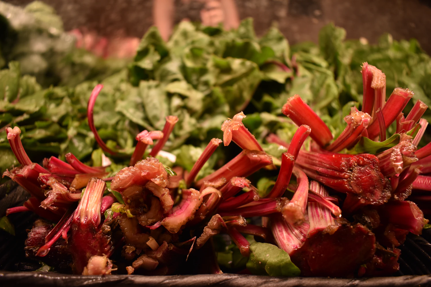A pile of cut red rhubarb stalks with their leaves