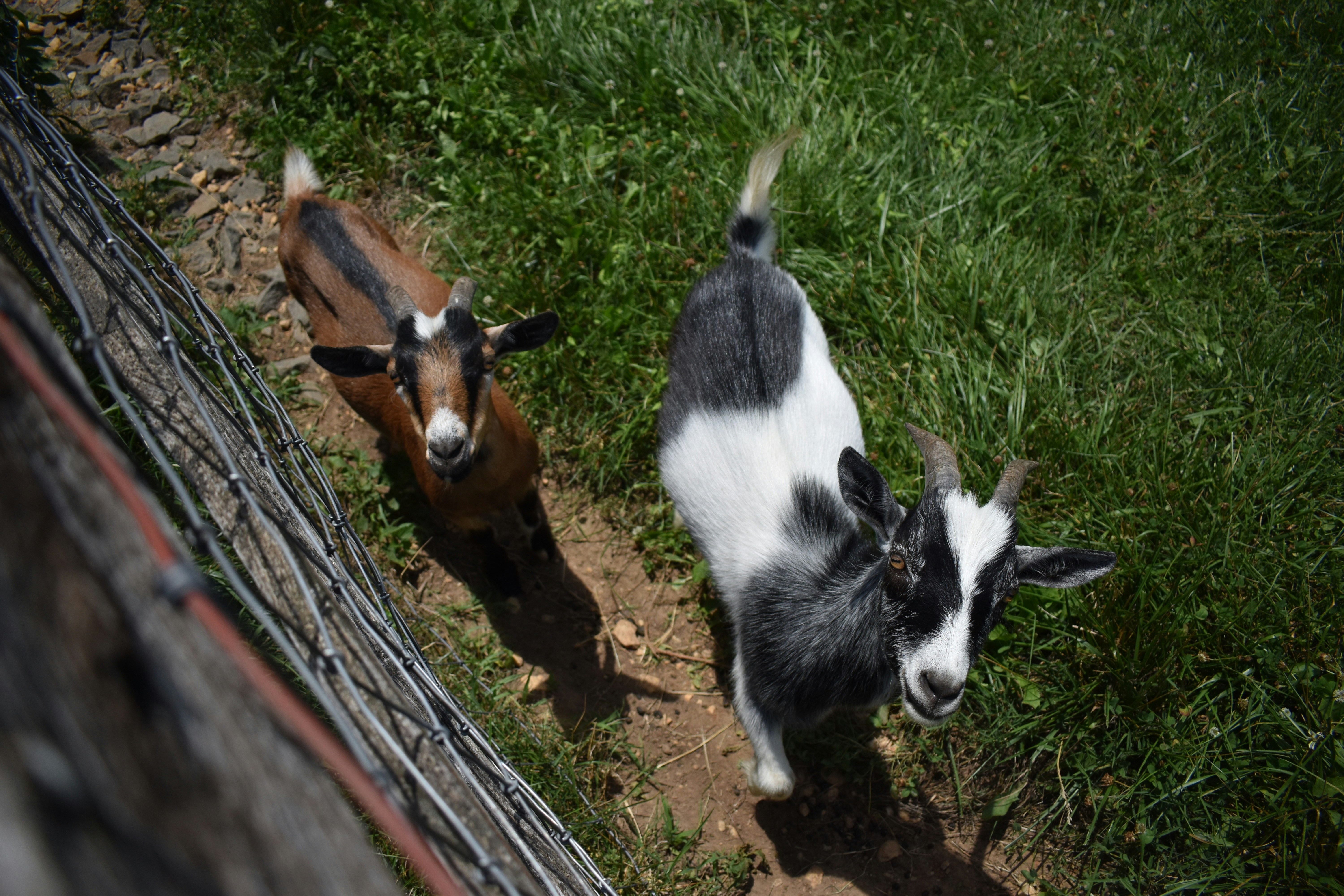 Find a Petting Zoo near Me and Meet a Friendly Capybara