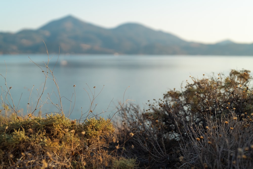 brown grass near lake during daytime