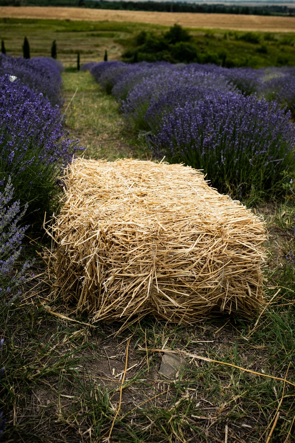 brown hay on green grass field during daytime