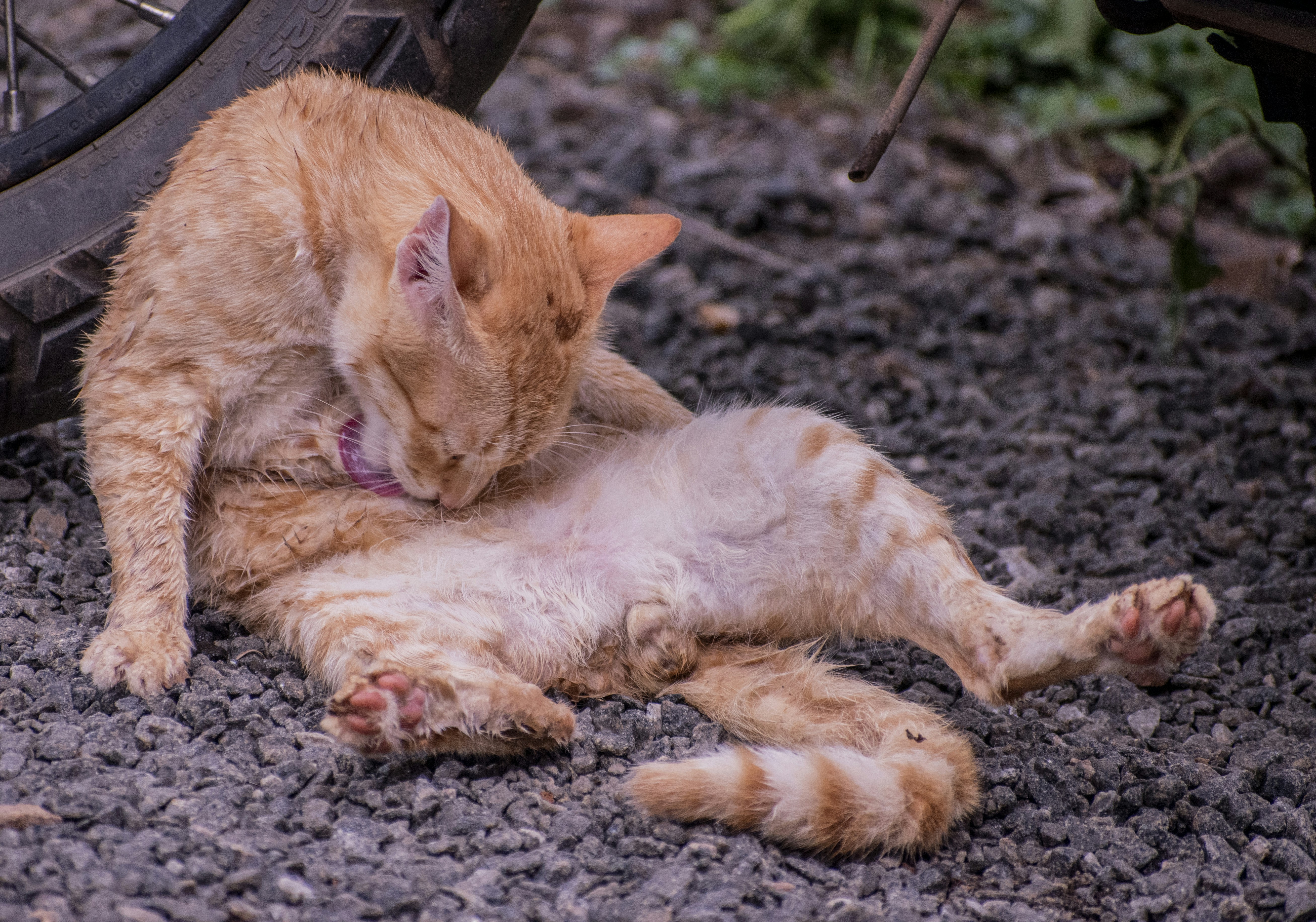 orange tabby cat lying on ground