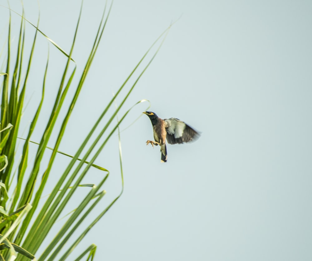 white and black bird flying over green grass during daytime