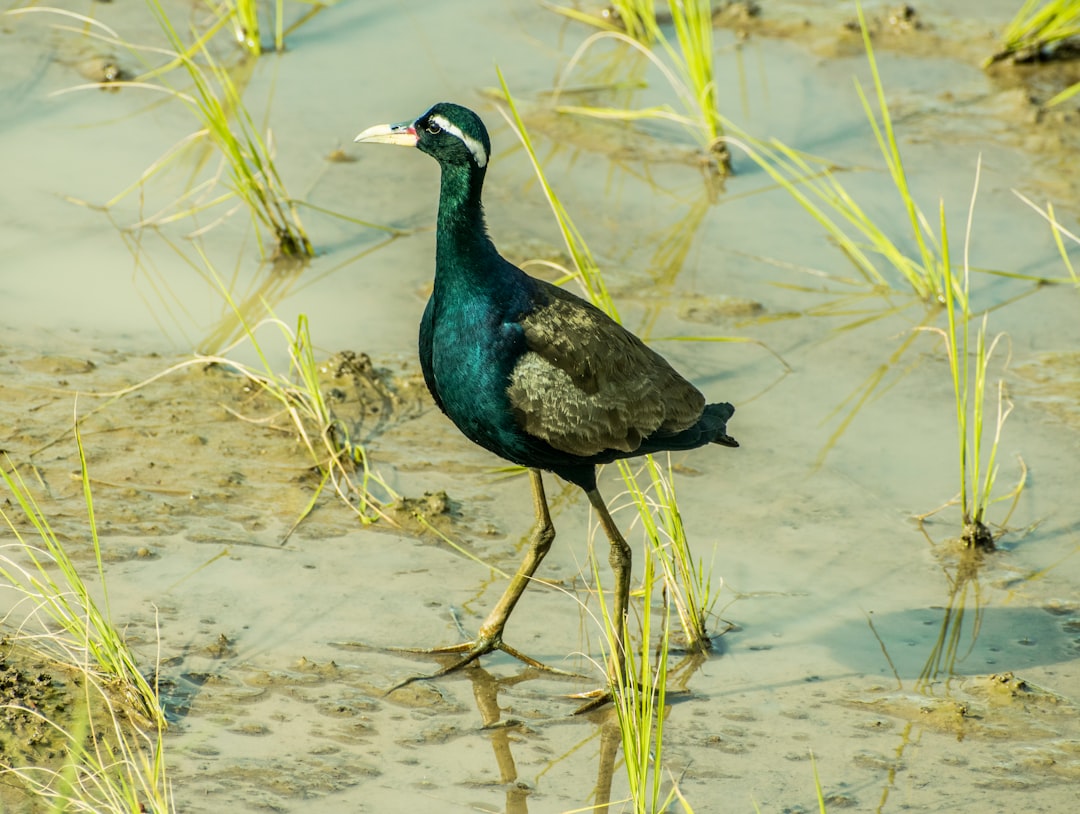 blue and black bird on brown grass