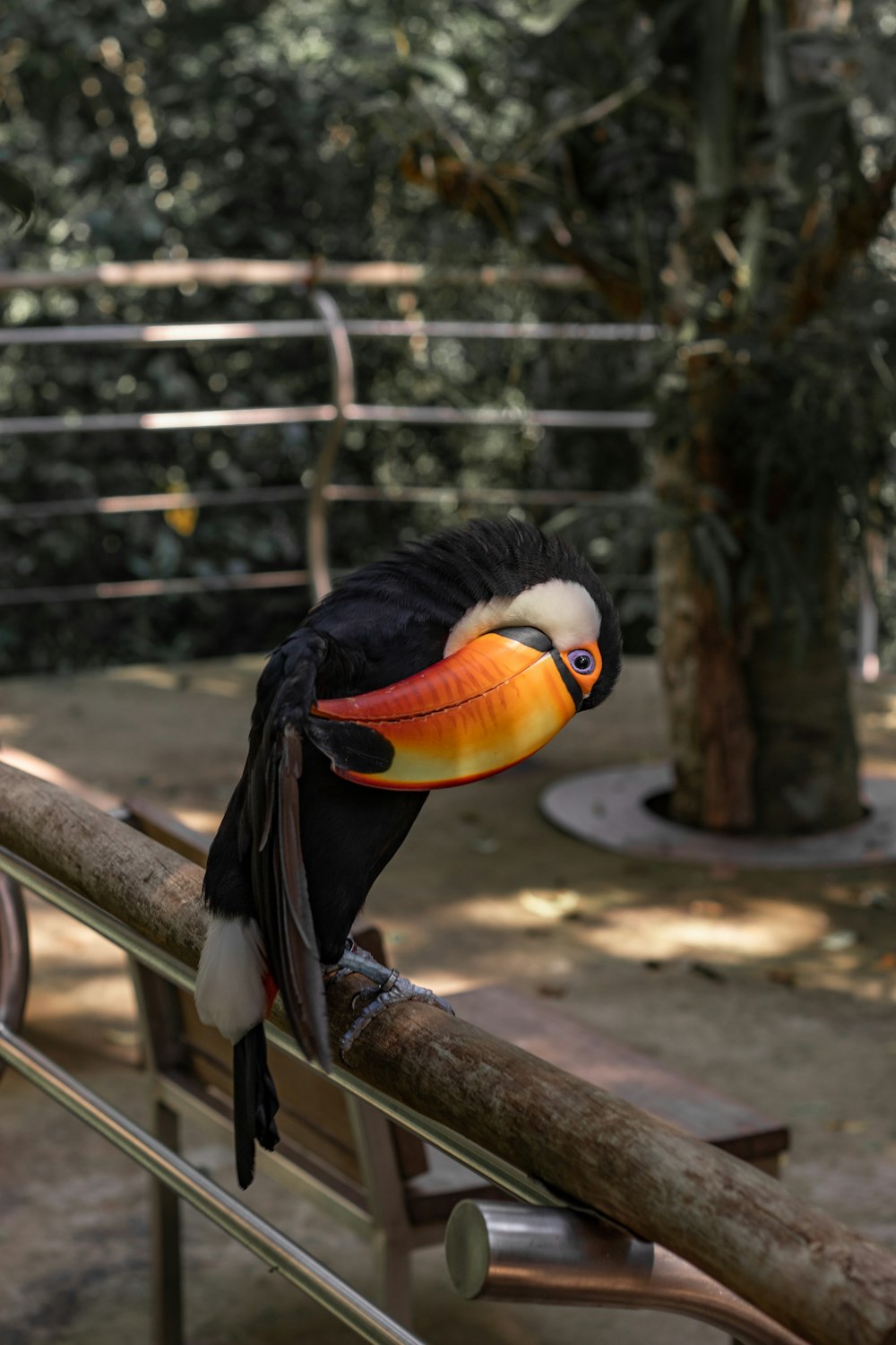 日中の茶色の木製の柵に黒、白、オレンジの鳥