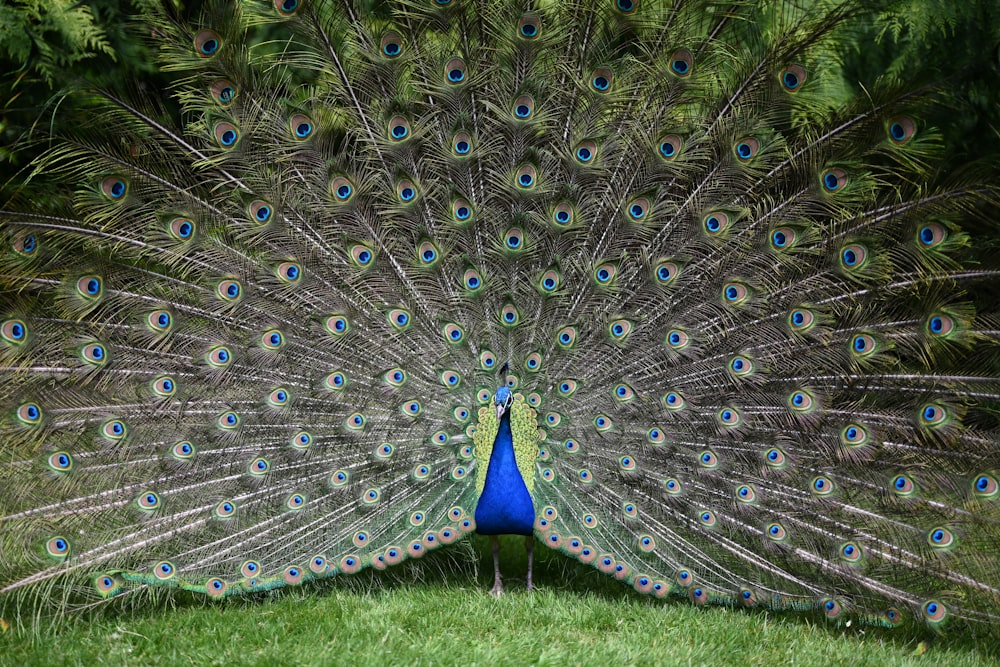 blue peacock on green grass field during daytime