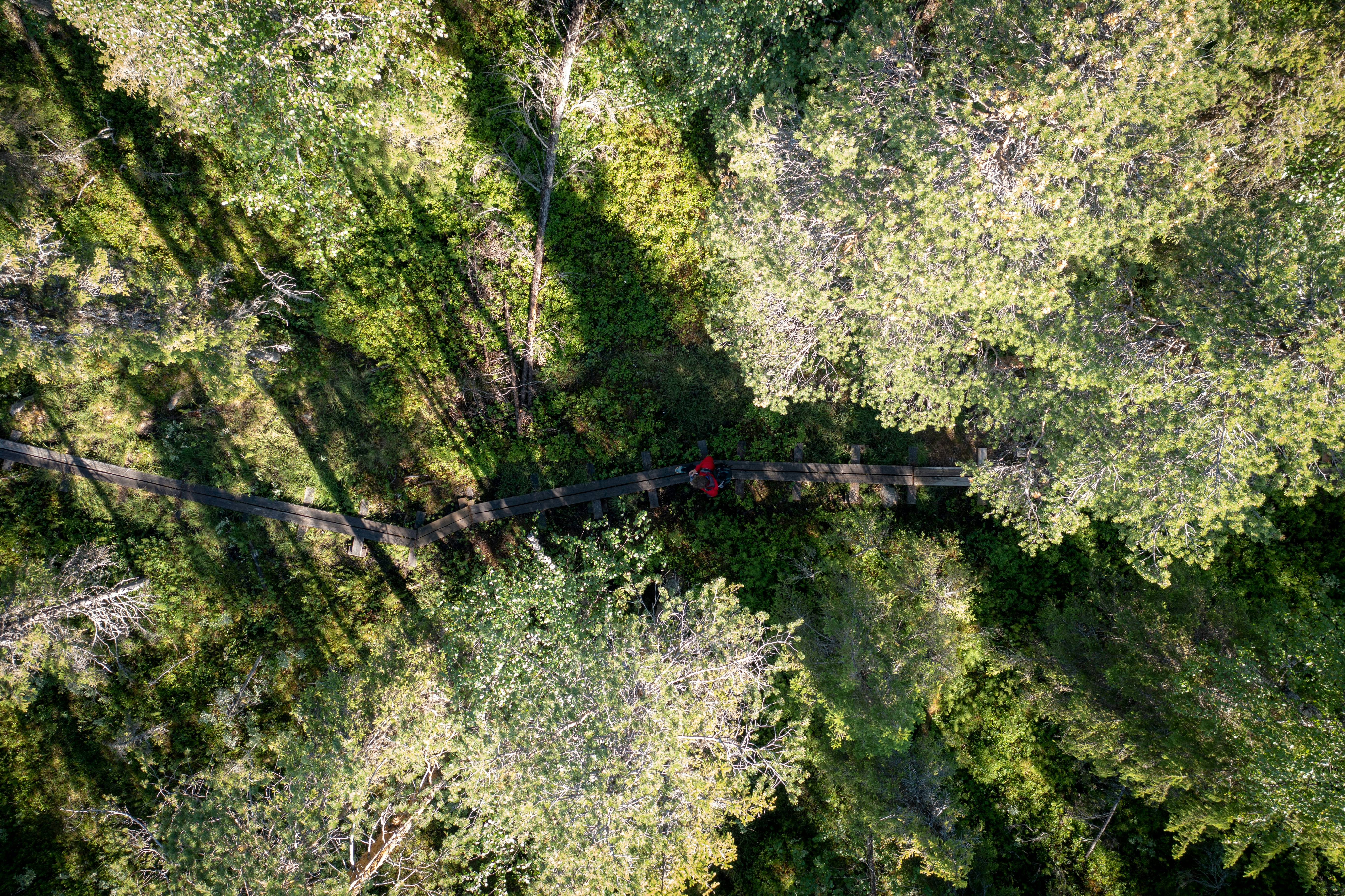 people walking on bridge between green trees during daytime