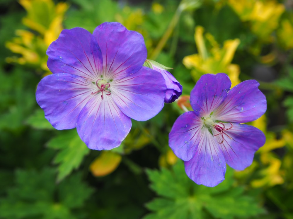 Flor púrpura de 5 pétalos en fotografía de primer plano