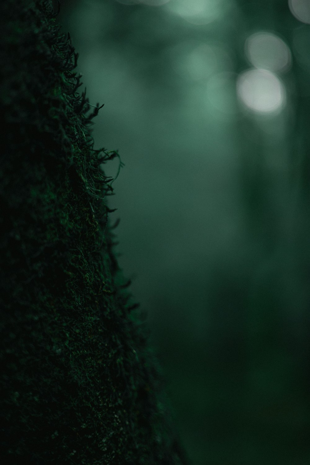 green moss in tilt shift lens