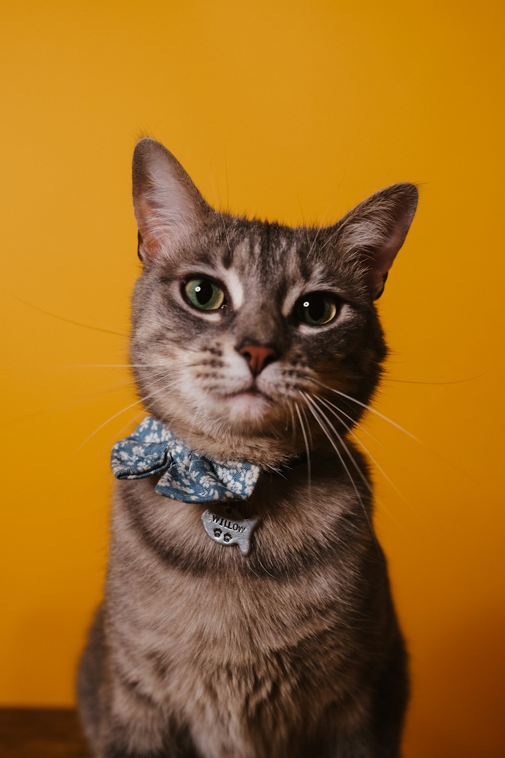 brown tabby cat with blue collar