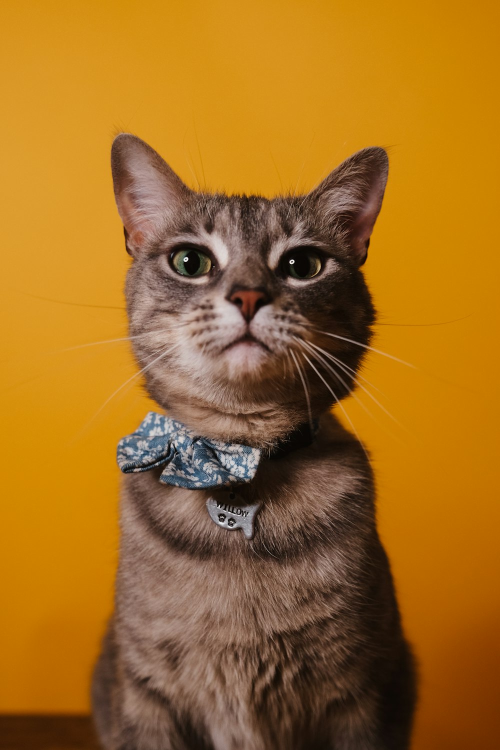 brown tabby cat with blue ribbon