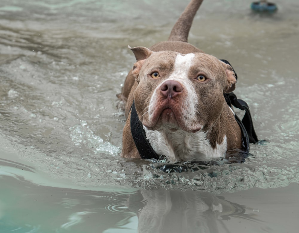 brown and white american pitbull terrier in water