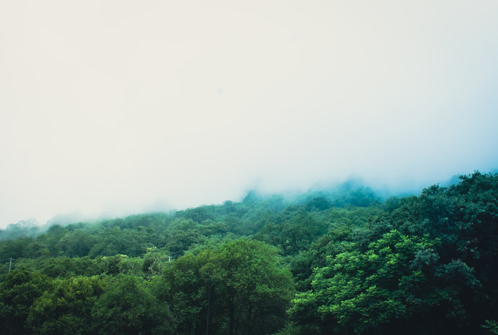 green trees under white sky during daytime