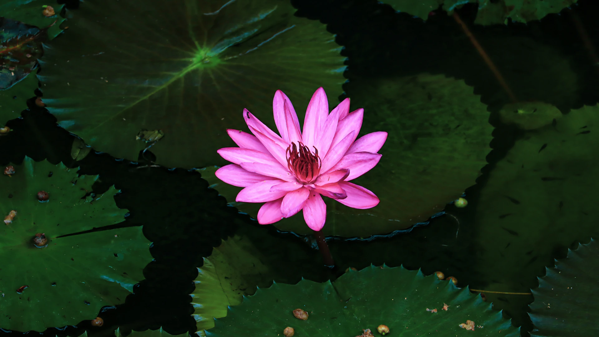 pink flower on water during daytime